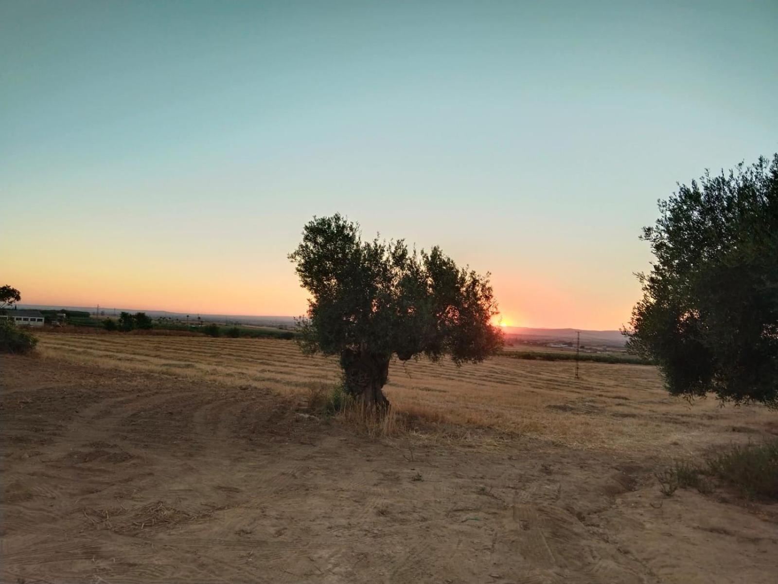 Casa Rural Cerro Campon Carmona  Eksteriør billede